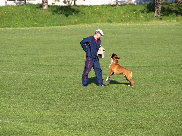 www.atibox.net * www.euroboxer.eu * www.boxergenealogia.eu